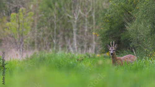 Fototapeta Naklejka Na Ścianę i Meble -  Deer spring atmosphere