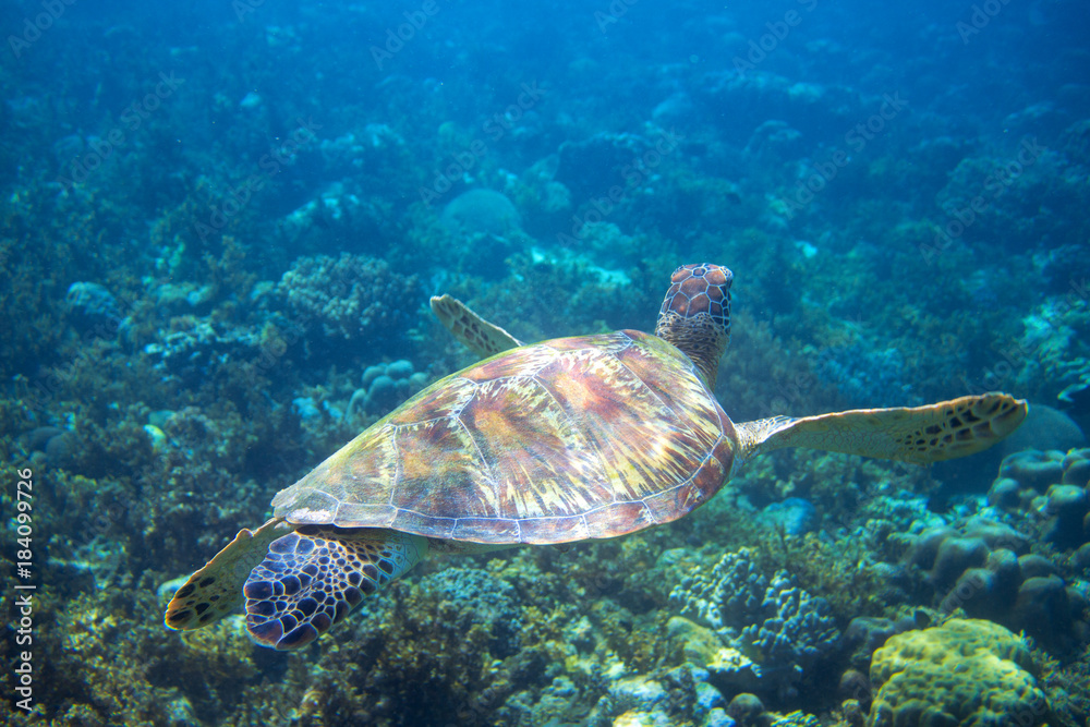 Marine green turtle swims above seabottom. Tropical island seashore nature.