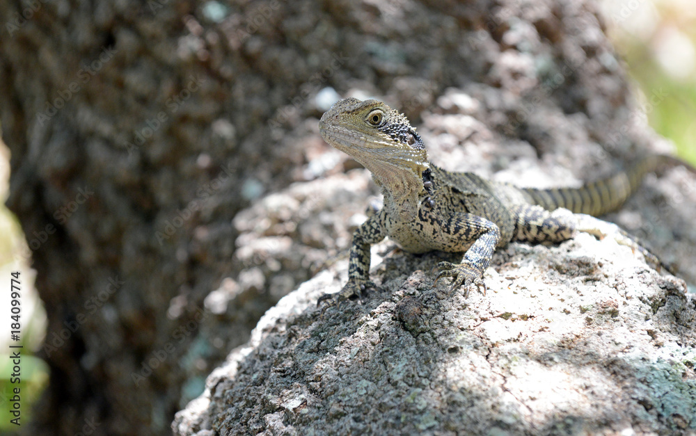 Eastern Water Dragon, native to several areas in Australia Eastern Water Dragon, native to several areas in Australia