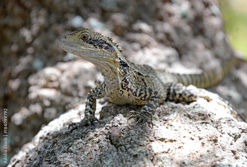 Eastern Water Dragon, native to several areas in Australia Eastern Water Dragon, native to several areas in Australia