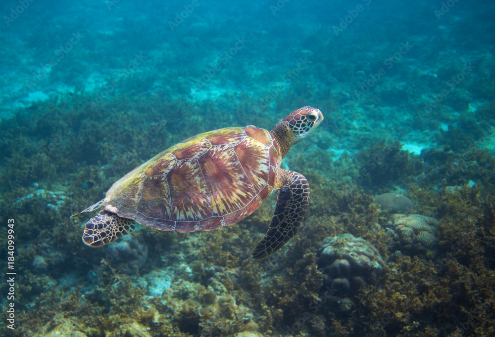 Green sea turtle in seaweed underwater. Tropical nature of exotic island.