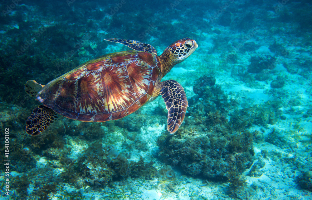 Fototapeta premium Sea turtle swims over sea bottom. Tropical island seashore nature.