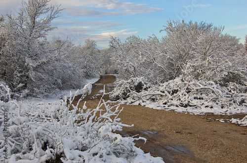 Snow covered brush along country dirt road in winter