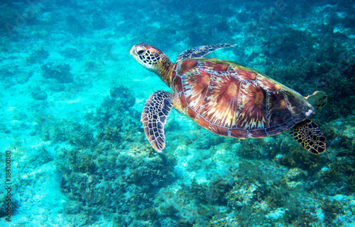 Sea turtle in turquoise blue water. Tropical island seashore nature.