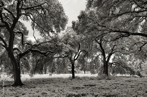 Snowy oak trees in black and white