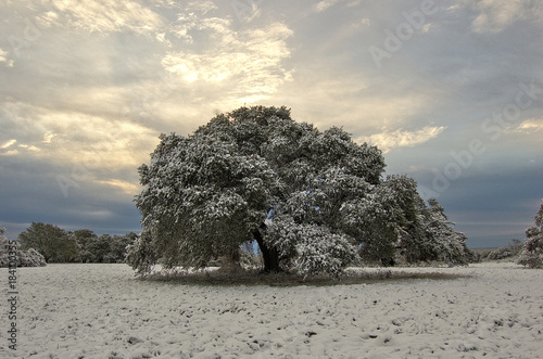 Snow covered oak tree in a winter field