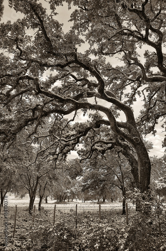Snow covered oak trees in a field