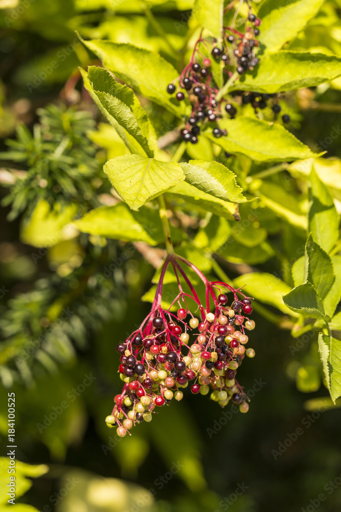 European elderberries in the beginnign of summer not fully ripe European elderberries in the beginnign of summer not fully ripe