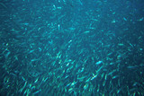 Sardines school in blue ocean water. Massive fish colony undersea photo.