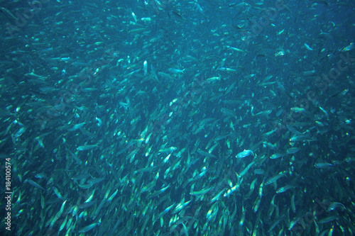 Sardines school in blue ocean water. Massive fish colony undersea photo. © Elya.Q