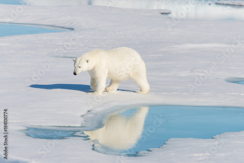 Polar bear on the pack ice