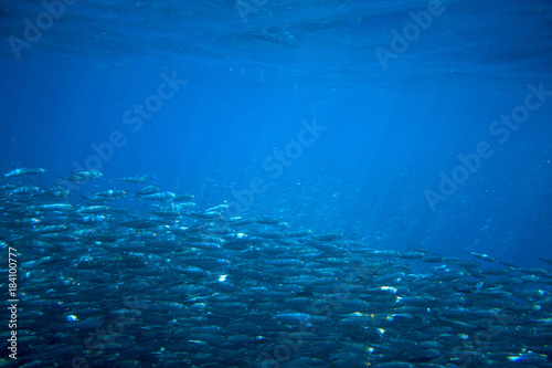 Sardines school in deep blue sea. Massive fish school undersea photo.
