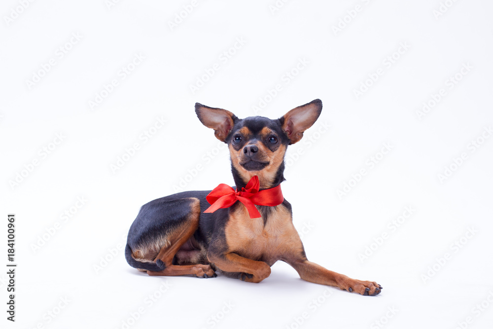 Tiny toy-terrier, studio shot. Beautiful sleek-haired russian toy-terrier lying isolated on white background. Miniature domestic dog.