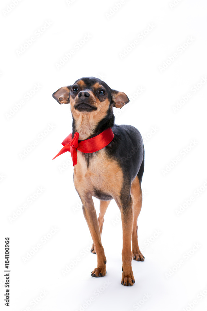Lovely toy-terrier with red ribbon. Adorable small russian toy-terrier standing isolated on white background, studio portrait. Perfect pedigree present on Christmas.