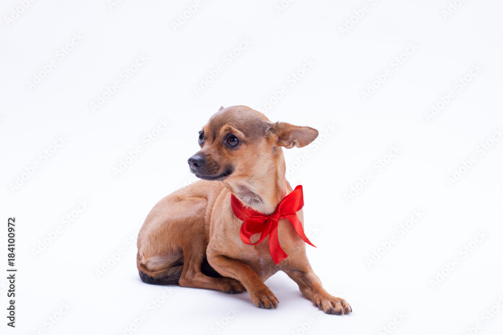 Portrait of russian chihuahua with red ribbon. Cute brown tiny toy chihuahua dog with red bow on neck isolated on white background, studio shot. Adorable gift for New Year.