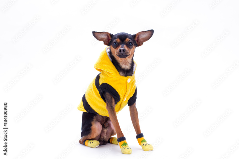 Russian toy-terrier in yellow clothes. Purebred sleek-haired toy-terrier  dressed in yellow hoodie sweater and socks isolated on white background,  studio shot. Stock Photo | Adobe Stock