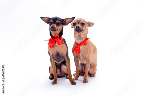 Adorable pedigree dogs with red bows. Russian chihuahua toy and toy-terrier with red ribbon isolated on white background, studio portrait. Beautiful domestic companions.