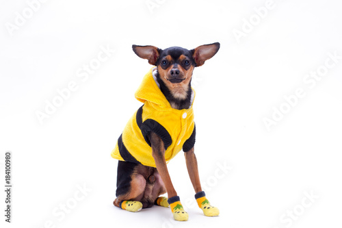 Russian toy-terrier in yellow clothes. Purebred sleek-haired toy-terrier dressed in yellow hoodie sweater and socks isolated on white background, studio shot.
