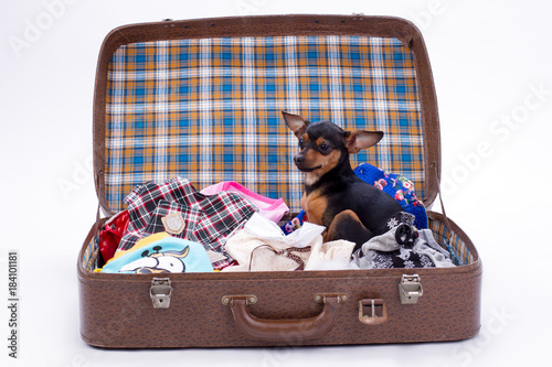 Slika na platnu Cute toy-terrier in travel suitcase