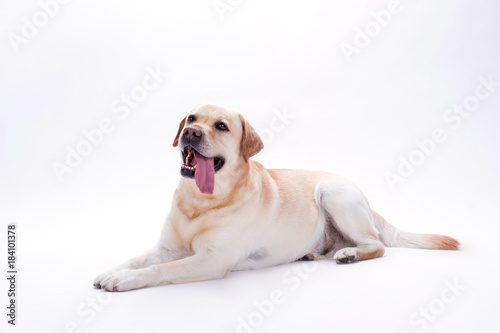 Beautiful labrador retriever lying on white background. Portrait of young labrador over white background. Adorable domestic animal.