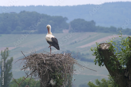Storch im Nest Schierstein
