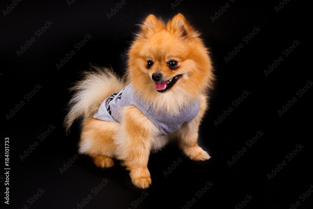 Cute pomeranian spitz in clothes. Adorable puppy spitz in cute apparel on black background. Studio shot of lovely spitz.