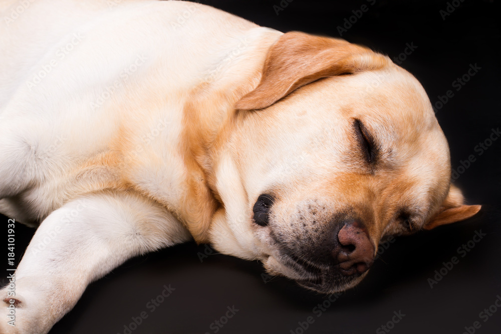 Cute yellow sleeping labrador, studio portrait. Blonde labrador dog sleeping on black background, studio shot close up.