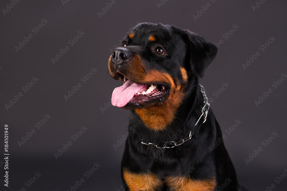 Portrait of adorable rottweiler dog. Young rottweiler dog with metal chain on neck posing on dark background, studio shot.