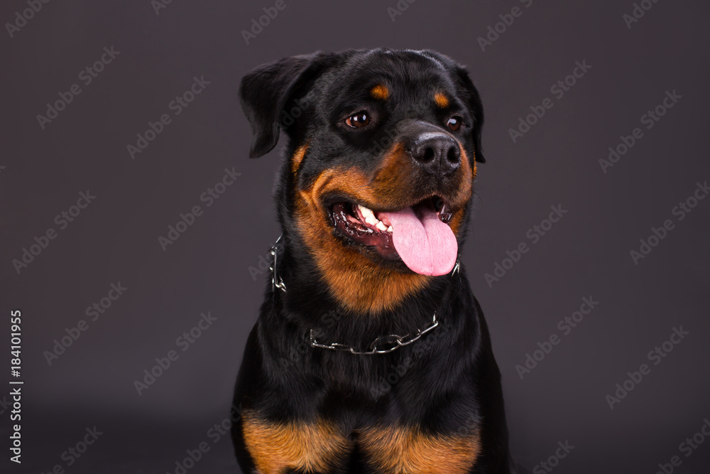 Portrait of cute rottweiler dog. Young black and brown rottweiler dog on dark background, studio shot. Real and confident defender. Portrait of cute rottweiler dog. Young black and brown rottweiler dog on dark background, studio shot. Real and confident defender.