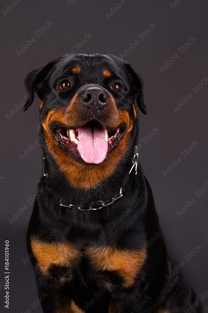 Portrait f beautiful young rottweiler. Cute young rottweiler dog on dark background, studio shot. Photo of rottweiler several months old.