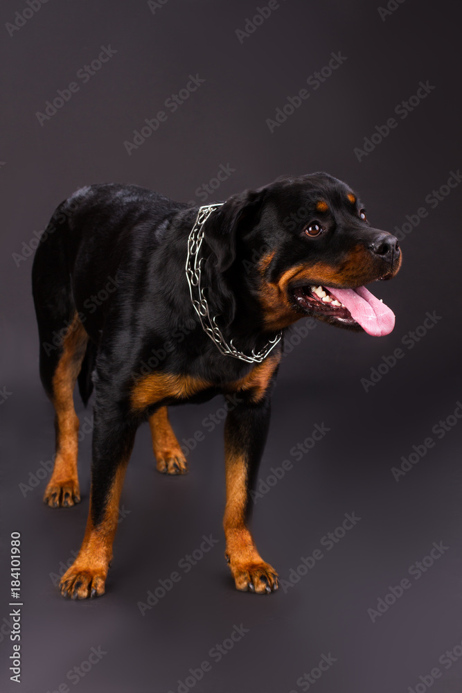 Cute young rottweiler dog, studio shot. Black and brown rottweilwer with chain on his neck standing over dark background. Muscular and strong dog.