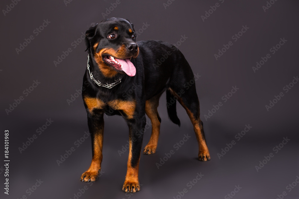 Cute rottweiler puppy, studio shot. Adorable domesticated rottweiler ...