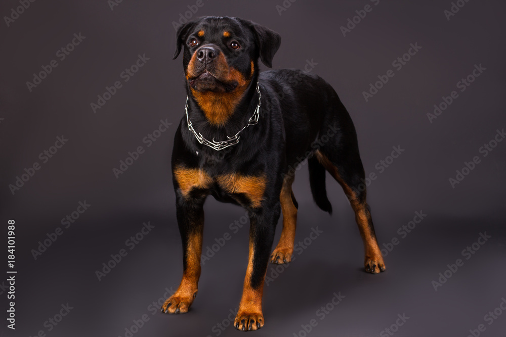 Obraz premium Black and brown dog, rottweiler portrait in studio. Young rottweiler dog standing on dark background, srudio shot. Adorable domestic pet.