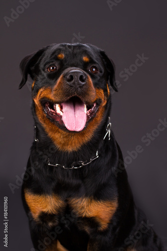 Portrait f beautiful young rottweiler. Cute young rottweiler dog on dark background  studio shot. Photo of rottweiler several months old.