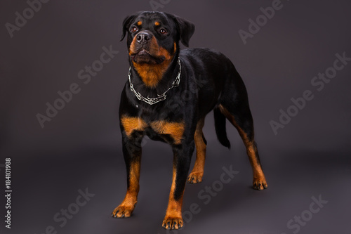 Black and brown dog, rottweiler portrait in studio. Young rottweiler dog standing on dark background, srudio shot. Adorable domestic pet.