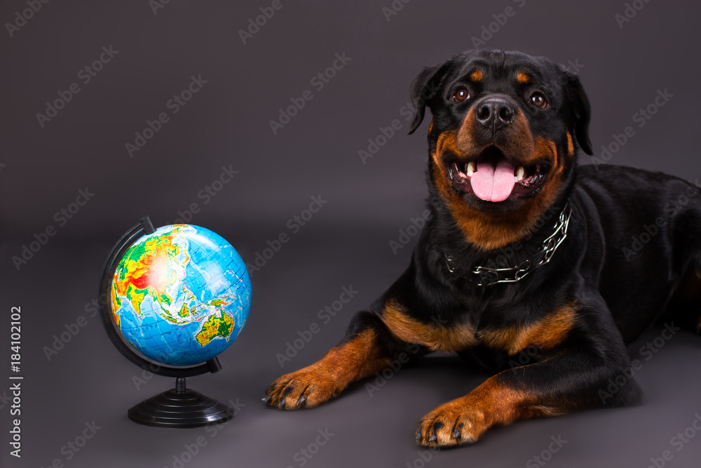 Obraz premium Studio portrait of rottweiler with globe. Adorable young rottweiler dog lying near globe on dark background, studio shot. School and education concept.