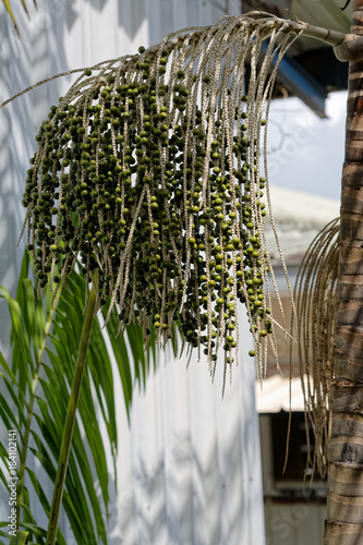 Baies de wassaï ou açaï sur son palmier en Guyane française