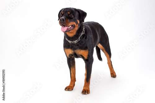 Rottweiler standing on white background. Strong domestic dog isolated on white background.