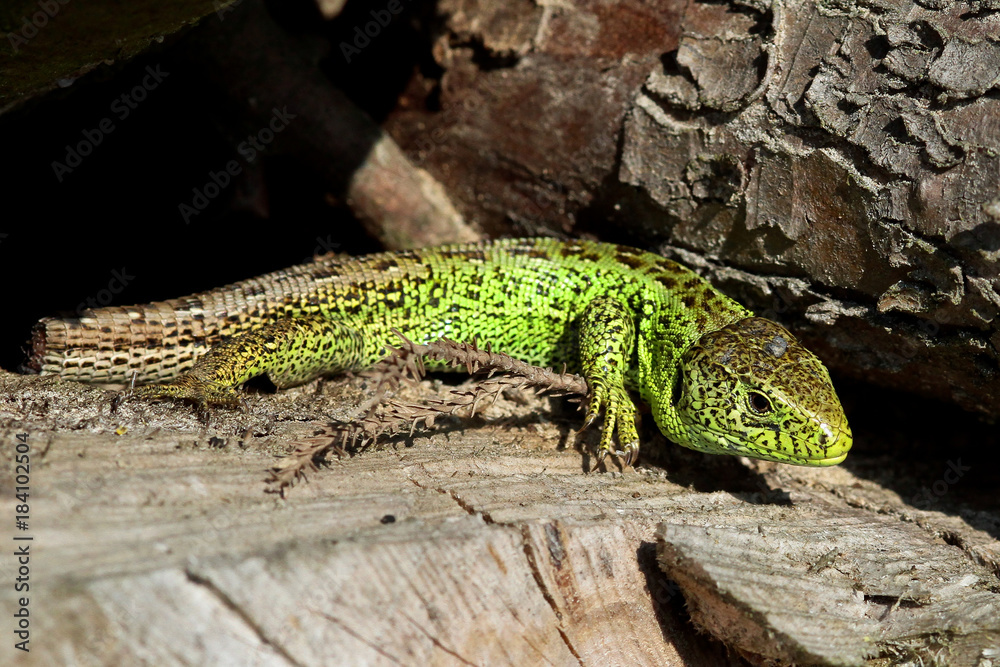 male sand lizard lost part of his tail male sand lizard lost part of his tail
