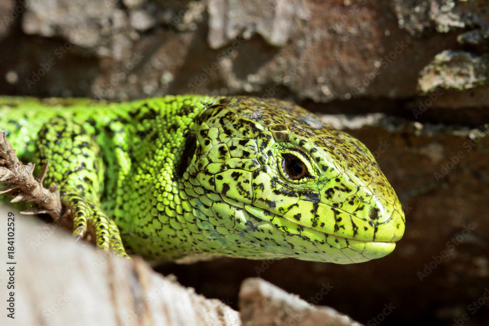 Fototapeta premium male sand lizard portrait
