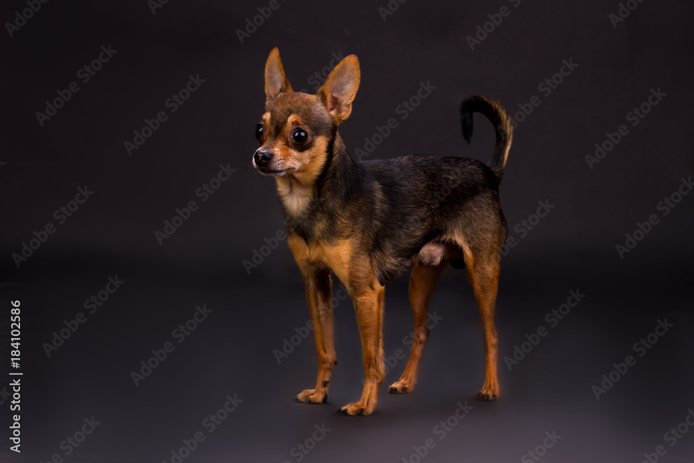 Studio portrait of russian toy-terrier. Adorable tiny dog standing on dark studio background. Pedigreed mammal pet. Studio portrait of russian toy-terrier. Adorable tiny dog standing on dark studio background. Pedigreed mammal pet.