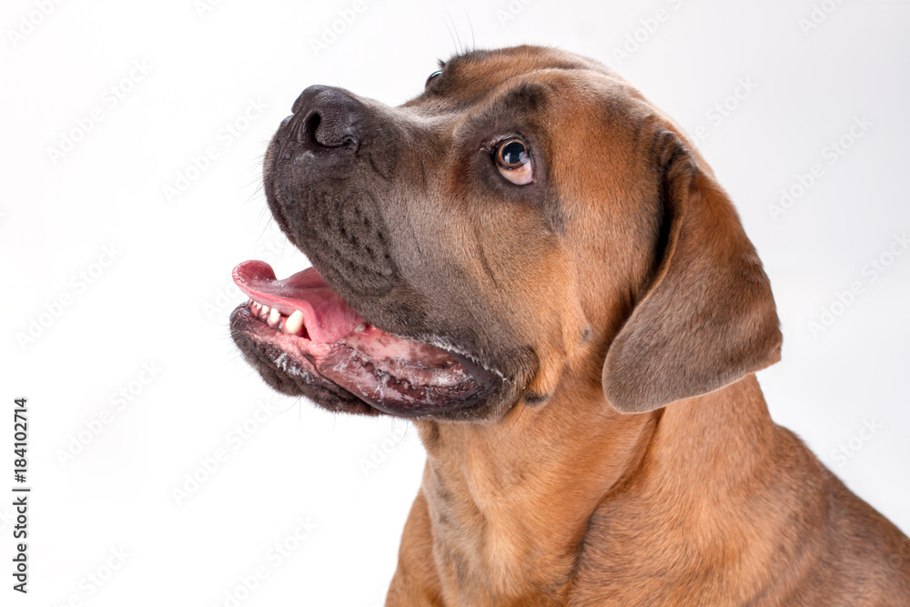 Close up portrait of puppy cane corso. Attractive brown cane corso italiano dog isolated on white background, studio shot close up.