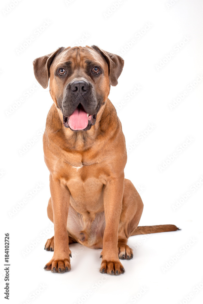 Cute italian mastiff cane corso. Studio portrait of adorable young cane corso mastiff boxer sitting isolated on white background. Forceful and muscular pedigreed dog.
