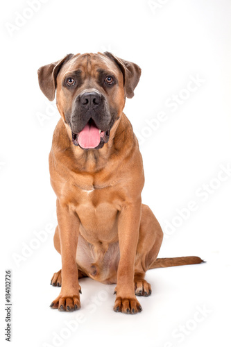 Cute italian mastiff cane corso. Studio portrait of adorable young cane corso mastiff boxer sitting isolated on white background. Forceful and muscular pedigreed dog.