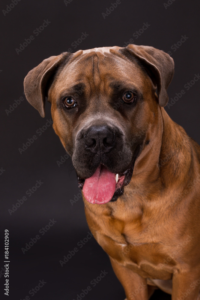 Close up studio portrait of brown cane corso. Adorable huge pedigreed dog cane corso on dark background, close up studio shot. Young domestic defender. Close up studio portrait of brown cane corso. Adorable huge pedigreed dog cane corso on dark background, close up studio shot. Young domestic defender.
