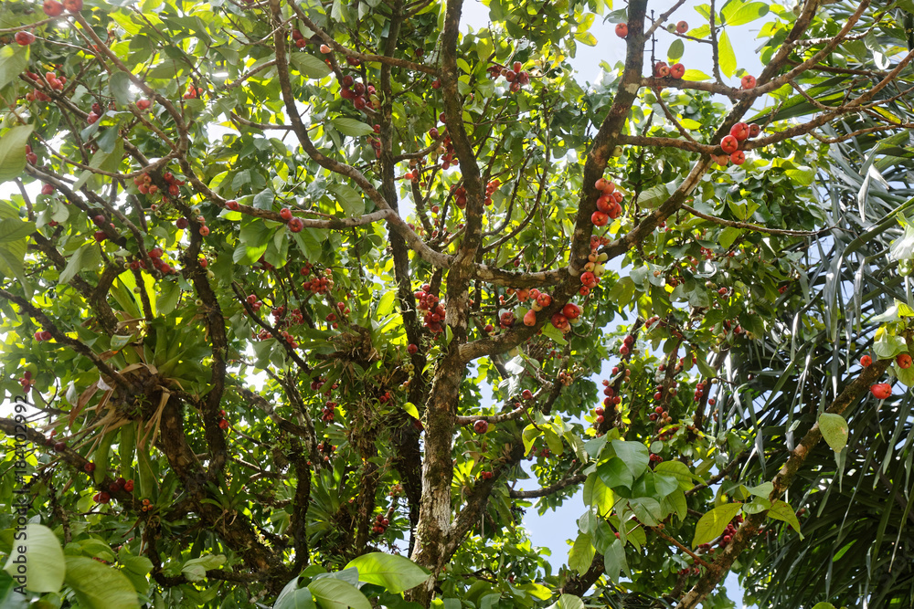 Le Jambosier Rose Et Ses Fruits Les Pommes D Eau Appelees Pomme D Amour En Guyane Francaise Stock Photo Adobe Stock