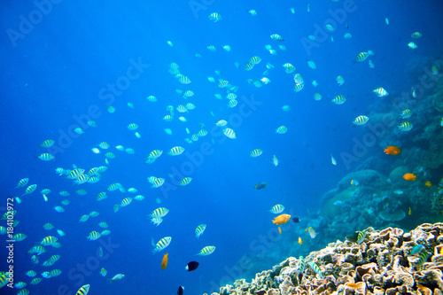 Coral reef and blue abyss with tropical fish. Undersea landscape.