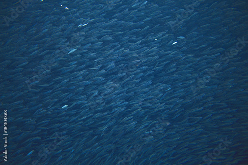 Anchovy colony in deep blue ocean. Pelagic seafish. Massive fish school undersea photo.