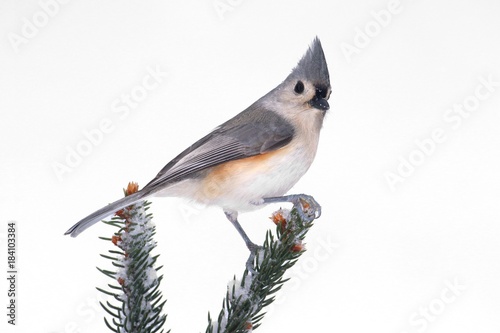 Titmouse in Snow #184103384