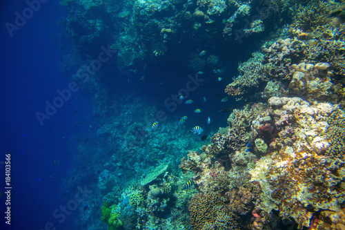 Coral reef wall by blue ocean abyss. Undersea landscape.